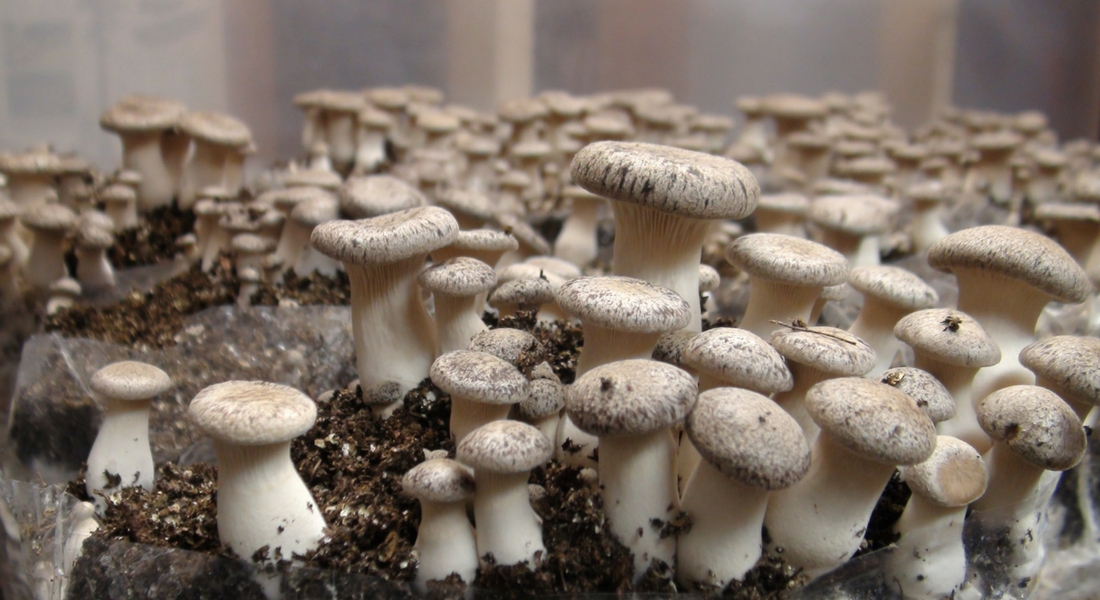 Comprehensive Guide To Starting A Mushroom Business